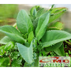 Daun Cocor Bebek Segar Besar Tanaman Hias Obat Herbal Bibit 1 Helai