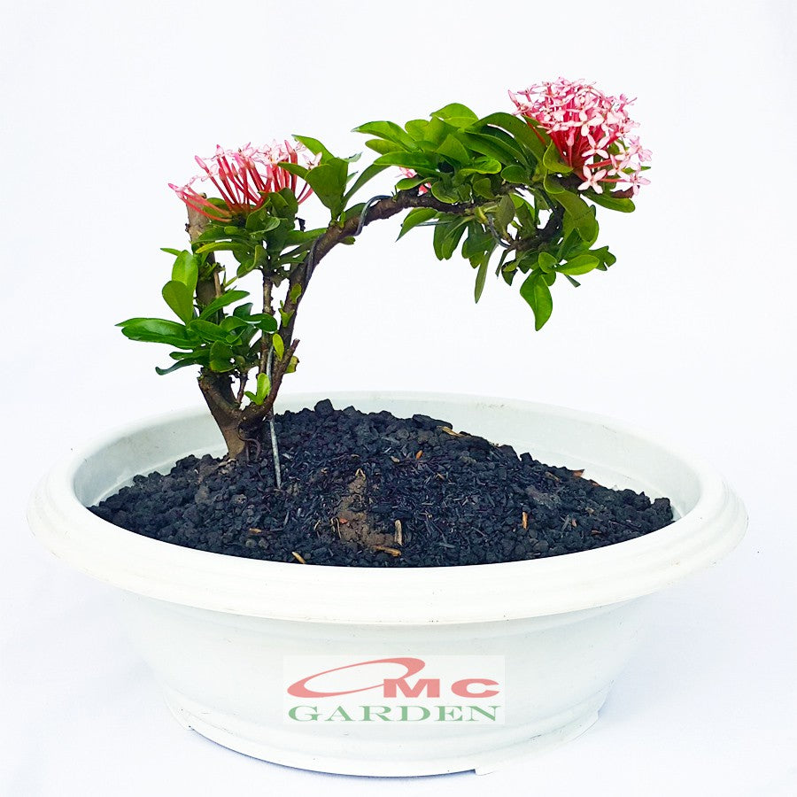 Tanaman Hias Bonsai Mame Soka Mini Asoka Jepang Ixora Pink B-SMP-006
