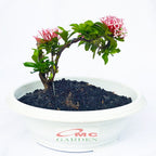 Tanaman Hias Bonsai Mame Soka Mini Asoka Jepang Ixora Pink B-SMP-006