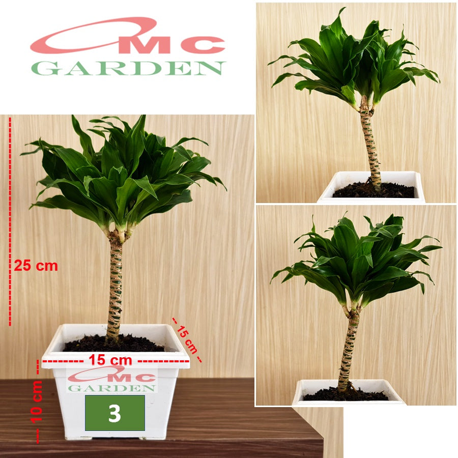 Tanaman Hias Bonsai Bonsae Dracaena Compacta Green Jewel Hanjuang Andong Kemoceng B-DC-001