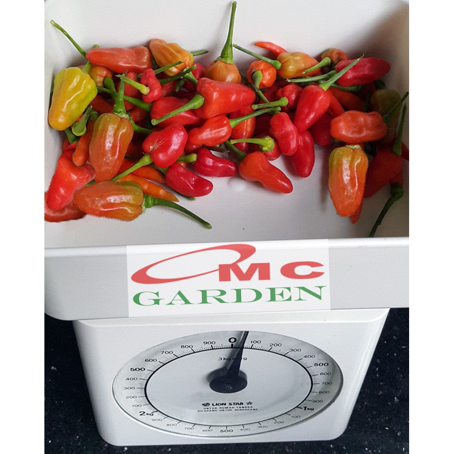Bibit Benih Pohon Tanaman Cabe Cabai Rawit Panjang Bulat Merah Setan 0510