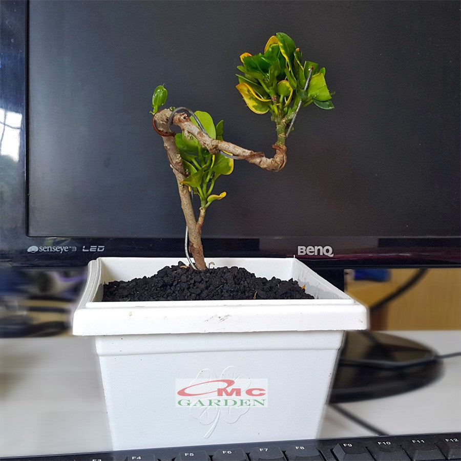 Bonsai Bonsae Mame Puring Croton Emping Jengkol Coin Mawar Tanaman Hias Pohon B-PR-EMPING-004