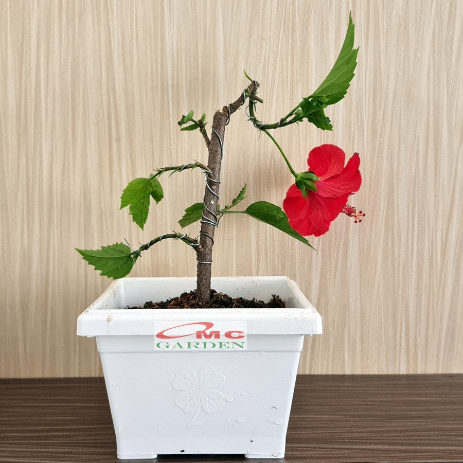 Bonsai Bonsae Mame Kembang Sepatu Bunga Raya Hibiscus Worawari Rosa Dinensis Merah Tanaman Hias 002
