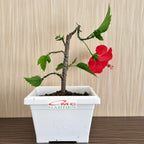 Bonsai Bonsae Mame Kembang Sepatu Bunga Raya Hibiscus Worawari Rosa Dinensis Merah Tanaman Hias 002