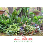 Tanaman Hias Daun Bahagia Sri Rezeki Rejeki Srirezeki Srirejeki Blanceng Balanceng Dieffenbachia 25-35 cm