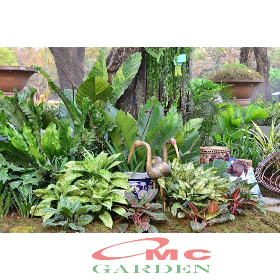 Tanaman Hias Daun Bahagia Sri Rezeki Rejeki Srirezeki Srirejeki Blanceng Balanceng Dieffenbachia 10-25 cm
