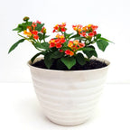 Bonsai Bonsae Lantana Camara Tembelekan Orange Pink Tanaman Hias 001