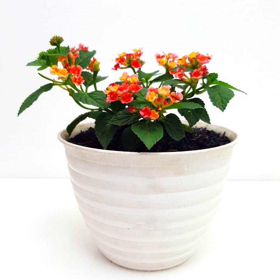 Bonsai Bonsae Lantana Camara Tembelekan Orange Pink Tanaman Hias 001