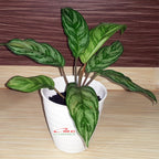 Aglonema Crispum Zebra Silver Sri Rejeki Srirejeki Rezeki Srirezeki Tanaman Hias AGLNM-CR-01