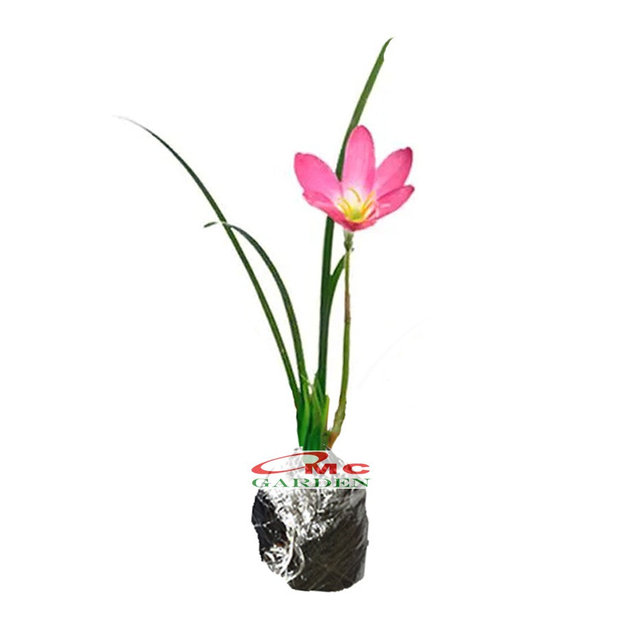 Tanaman Hias Lili Lily Hujan Peri Kucai Kacay Tulip Bawang Bawangan Pink Merah Muda Jambu LLH-PINK-1