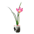 Tanaman Hias Lili Lily Hujan Peri Kucai Kacay Tulip Bawang Bawangan Pink Merah Muda Jambu LLH-PINK-1