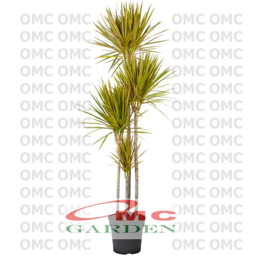 Dracaena Marginata Dragon Tree Tricolor Tri Color Merah Kuning Hijau Putih Tanaman Hias 110120