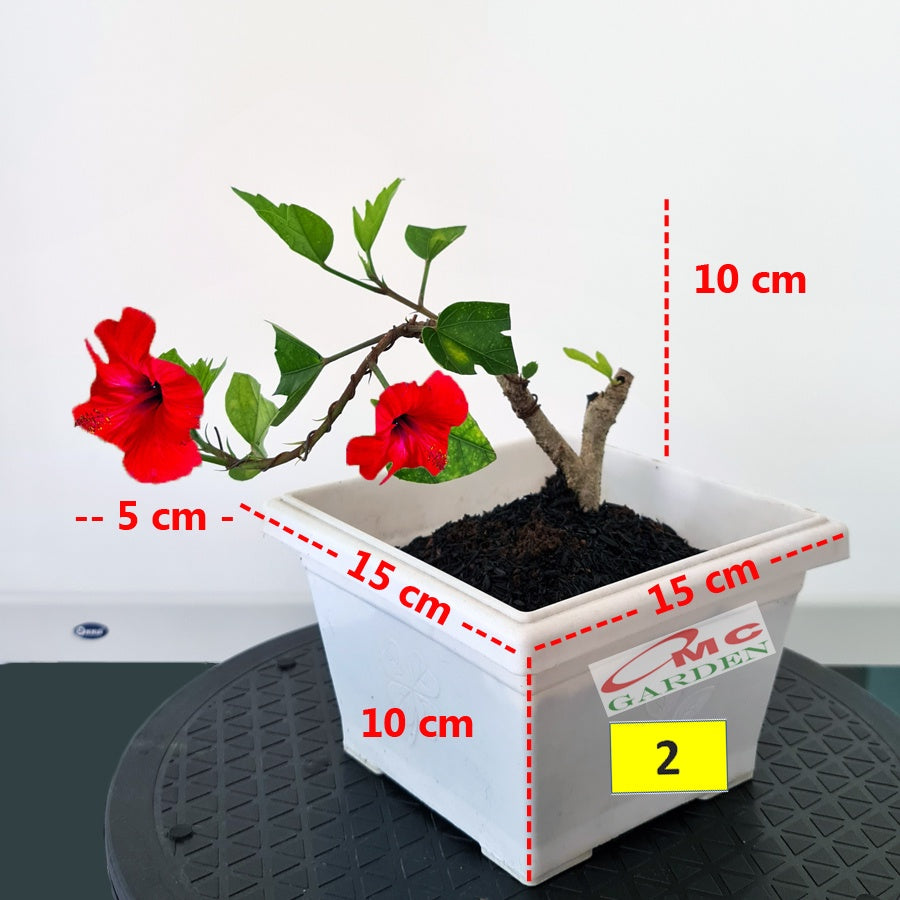 Bonsai Bonsae Mame Kembang Sepatu Bunga Raya Hibiscus Worawari Rosa Dinensis Merah Tanaman Hias 001