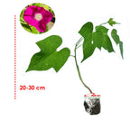 Morning Glory Bibit Pohon Tanaman Rambat Berakar Merah Scarlet Ohara MG-MU-2030