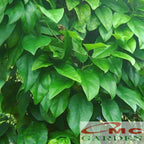 Bibit Akar Daun Cincau Hijau Tanaman Minuman Obat Herbal CH-B-3040