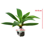 Siklok Hijau Bunga Cinta Agave Attenuata Nanas Nanasan Tanaman Hias Bibit SIKLOK-1015