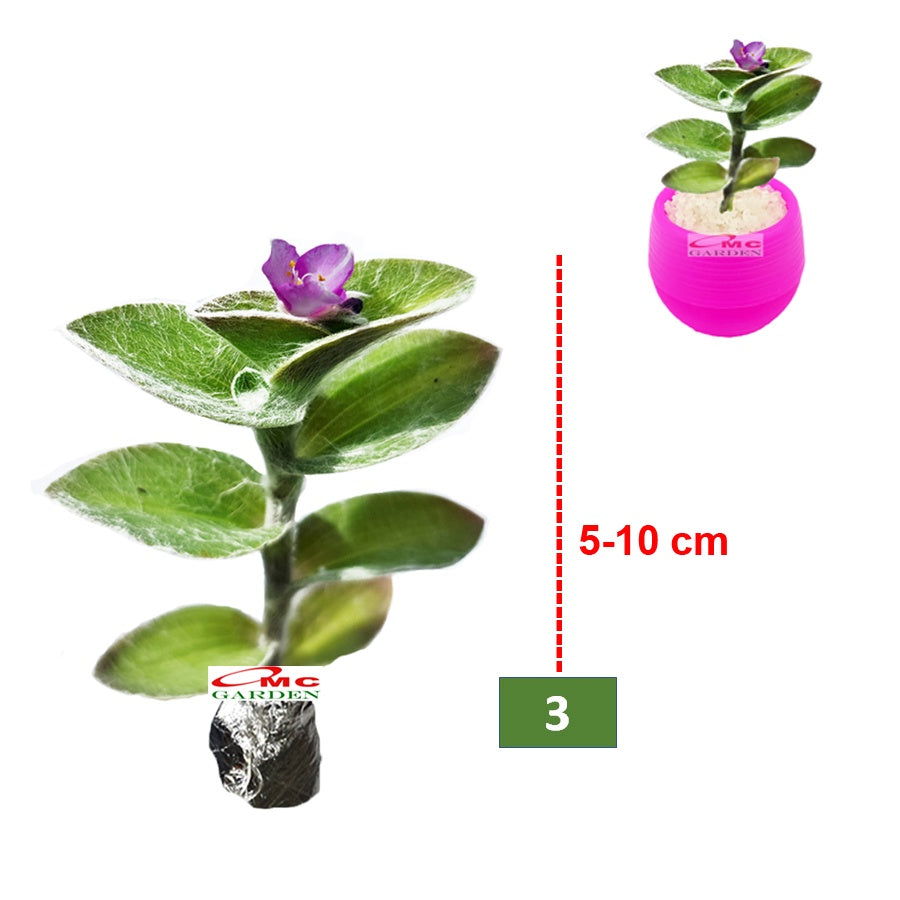Tanaman Hias Sukulen Sekulen Mini Succulent Kaktus 2130