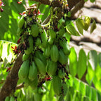 Bibit Belimbing Wuluh Sayur Pohon Tanaman Buah Obat Herbal 1020