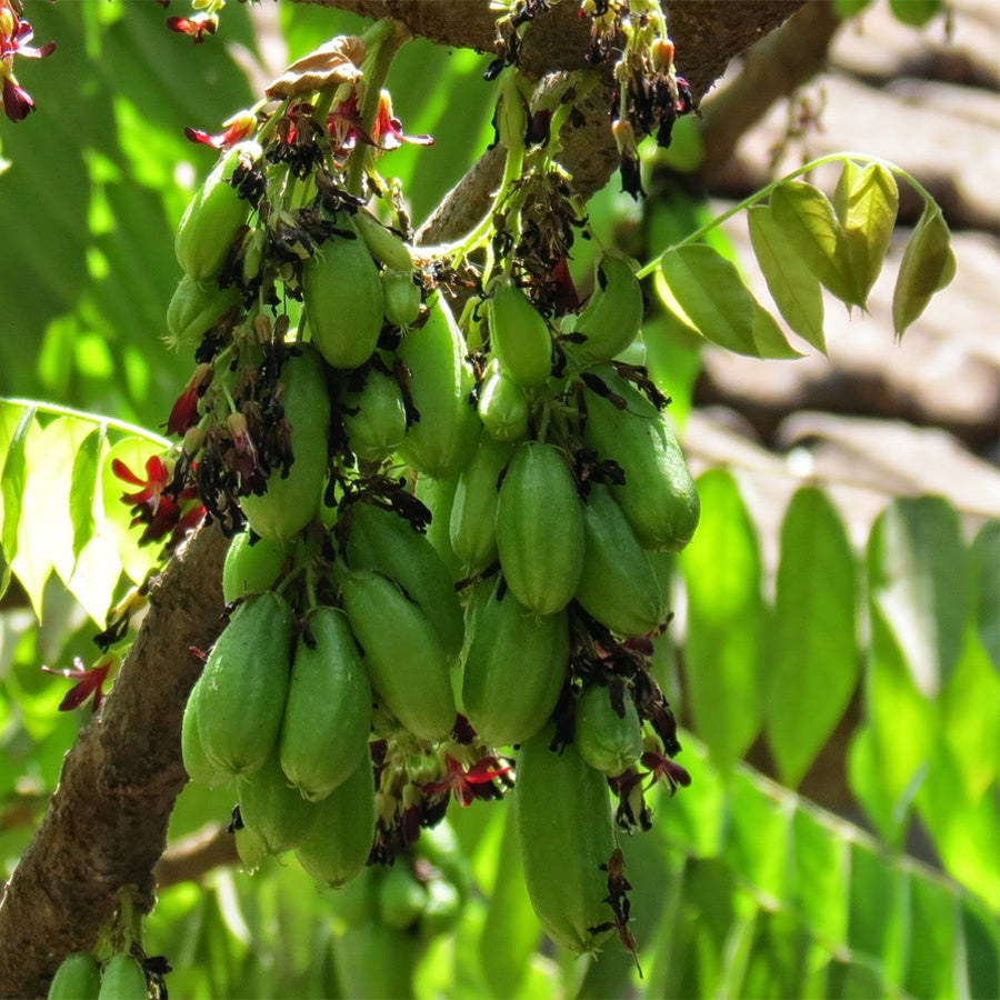 Bibit Belimbing Wuluh Sayur Pohon Tanaman Buah Obat Herbal 1020