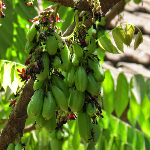 Bibit Belimbing Wuluh Sayur Pohon Tanaman Buah Obat Herbal 1020