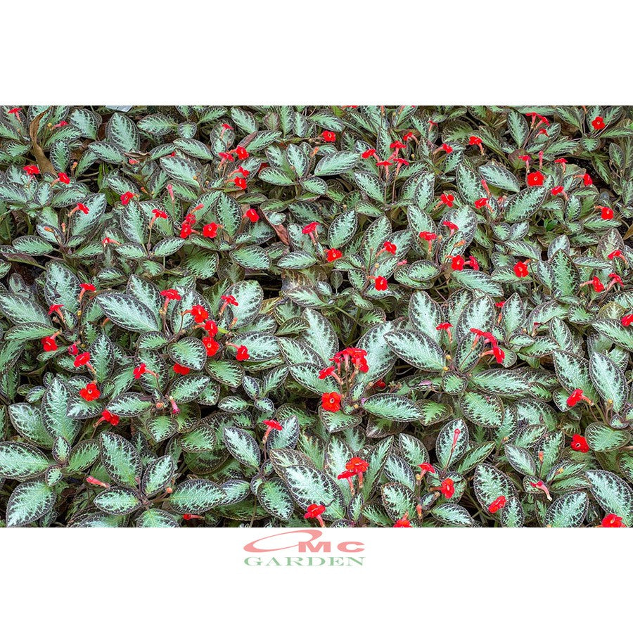Tanaman Hias Episcia Cupreata Begonia Beludru Coklat Silver Gantung Penutup Tanah EP-CS-001