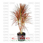 Bonsai Bonsae Dracaena Marginata Tree Tricolor Tri Color Merah 002