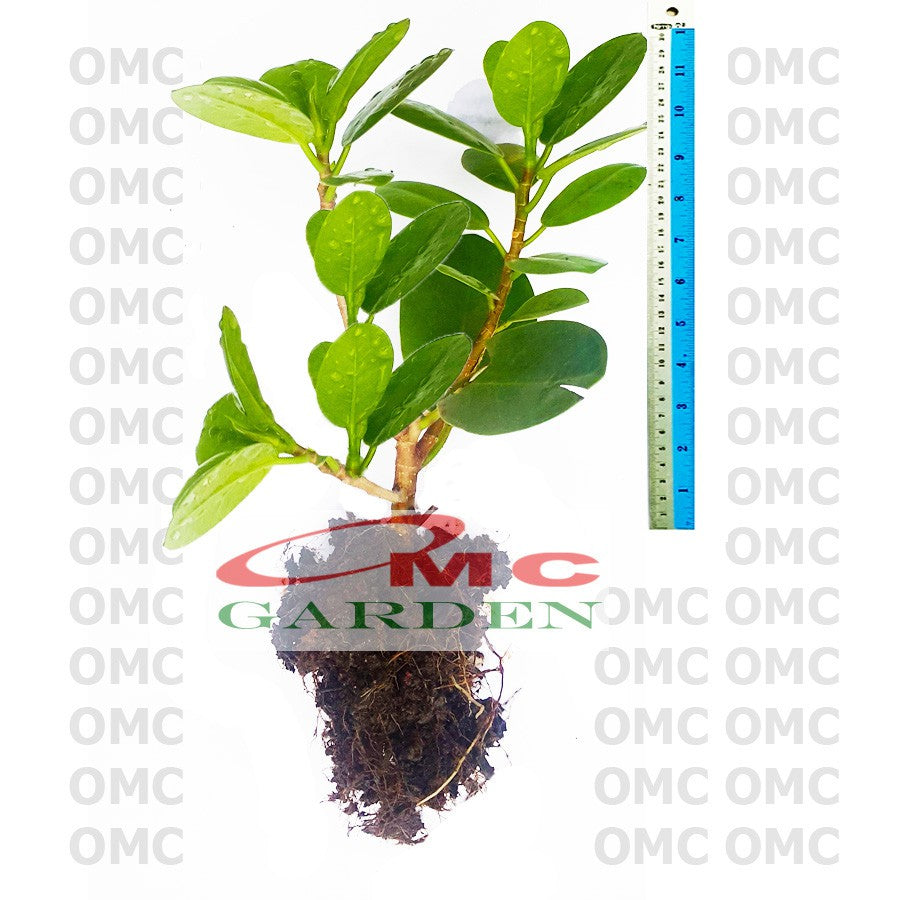 Tanaman Hias Pohon Bonsai Beringin Korea Mini Dolar Bibit