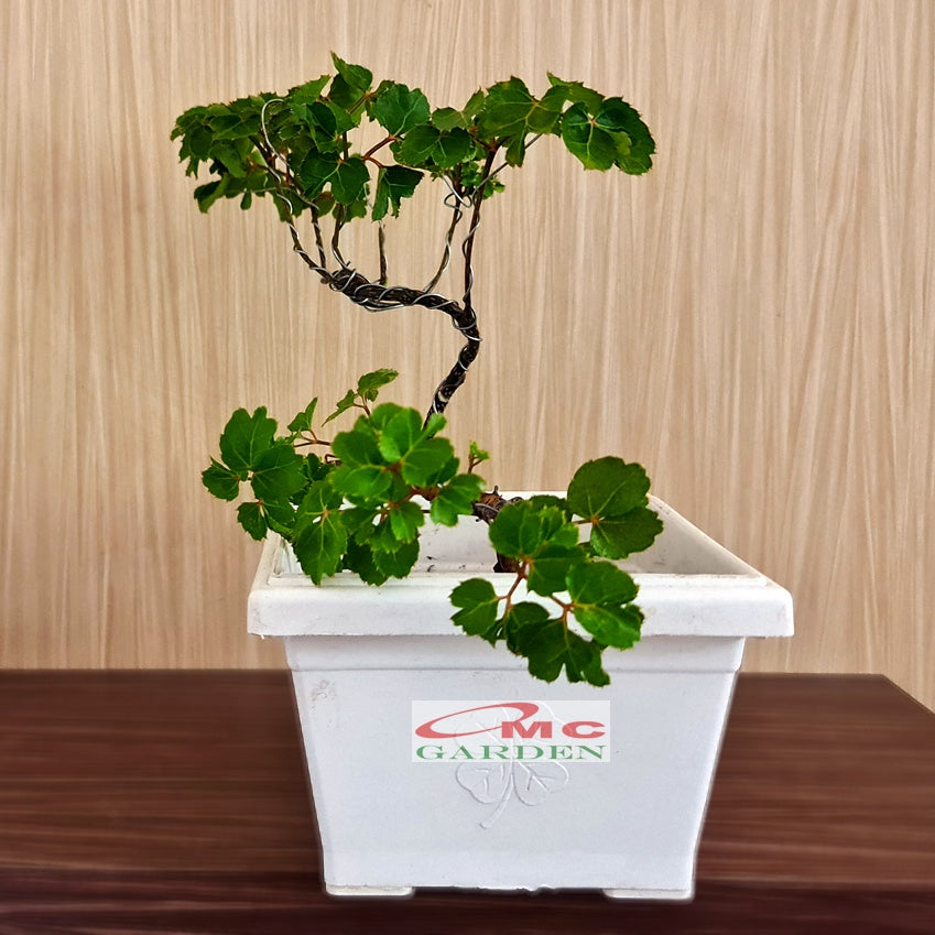Bonsai Mame Berlangkas Andong Kedondong Laut Ming Aralia Polyscias Fruticosa Tanaman Obat Herbal Hias Paludarium Terrarium Vivarium 002
