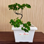 Bonsai Mame Berlangkas Andong Kedondong Laut Ming Aralia Polyscias Fruticosa Tanaman Obat Herbal Hias Paludarium Terrarium Vivarium 002