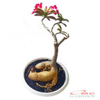 Tanaman Hias Bonsai Adenium Arabicum Obesum Kamboja Jepang B-KJ-010