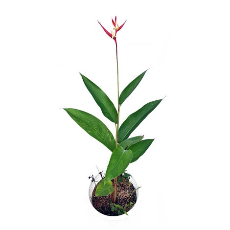 Heliconia Helikonia Pisang Pisangan Psittacorum Tanaman Hias HELICONIA-P-6070