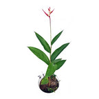 Heliconia Helikonia Pisang Pisangan Psittacorum Tanaman Hias HELICONIA-P-6070