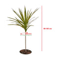 Dracaena Marginata Dragon Tree Tricolor Tri Color Merah Kuning Hijau Putih Tanaman Hias 90100