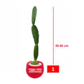 Bibit Tanaman Hias Pohon Katus Kaktus Centong KC-3040