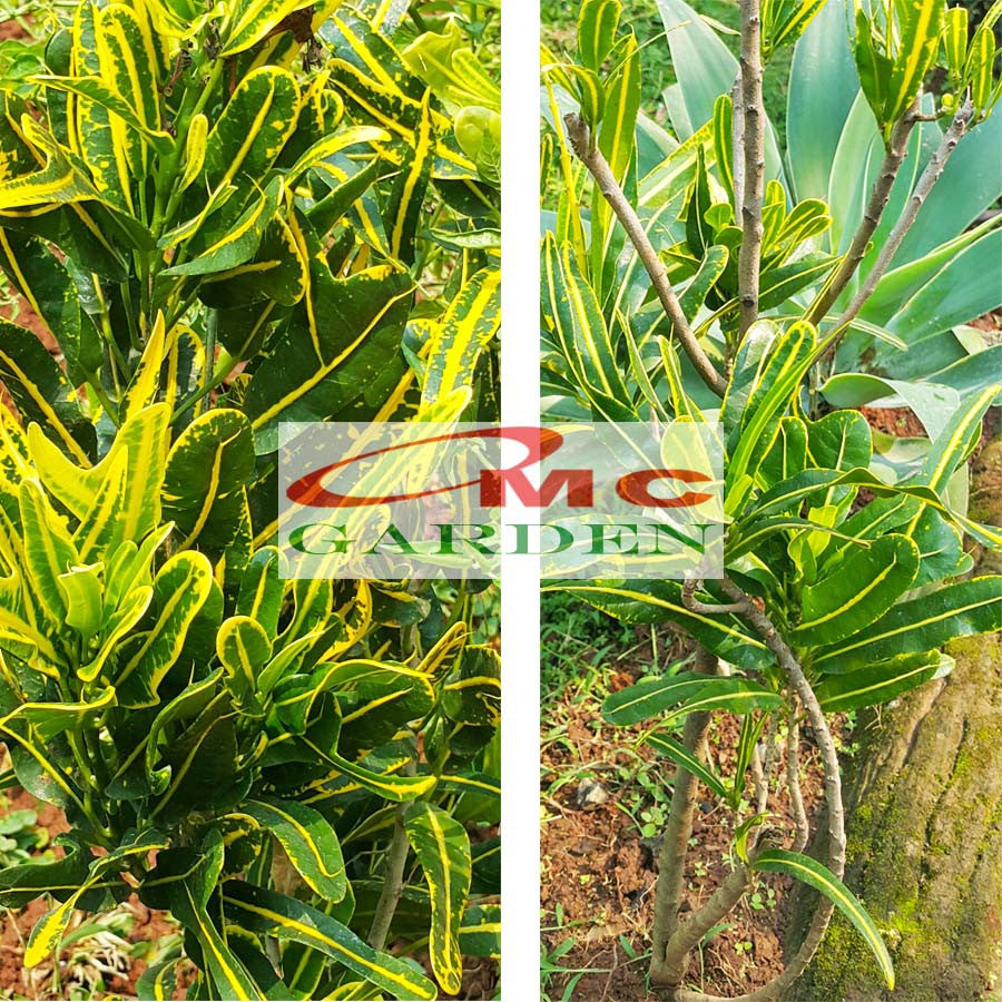 Tanaman Hias Pohon Bonsai Mame Puring Croton Buntut Jago Hijau Kuning Pisang Banana PR-BJHK-001