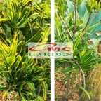 Tanaman Hias Pohon Bonsai Mame Puring Croton Buntut Jago Hijau Kuning Pisang Banana PR-BJHK-001