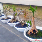 Bonsai Dracaena Fragrans Massangeana Corn Plant Hijau Hanjuang B-DFM-005