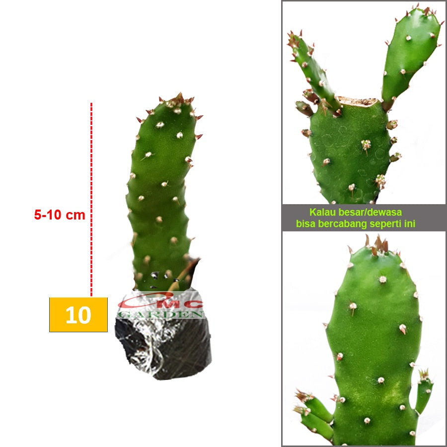 Tanaman Hias Sukulen Sekulen Mini Succulent Kaktus