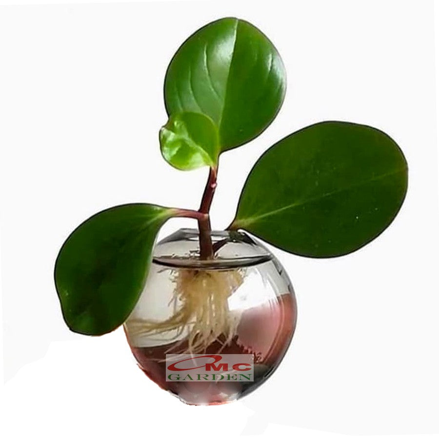 Tanaman Hias Teplan Peperomia Jade Hijau Indoor Air TPL-H-1020