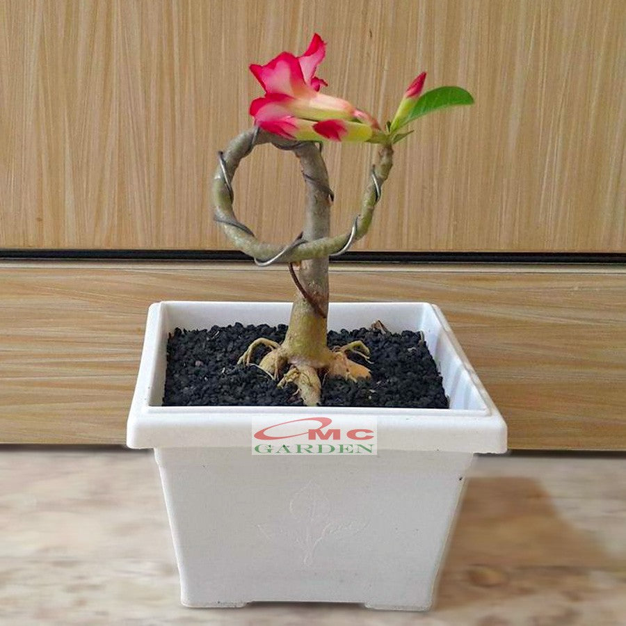 Tanaman Hias Bonsai Mame Adenium Arabicum Obesum Kamboja Jepang B-KJ-007