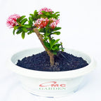 Tanaman Hias Bonsai Mame Soka Mini Asoka Jepang Ixora Pink B-SMP-006