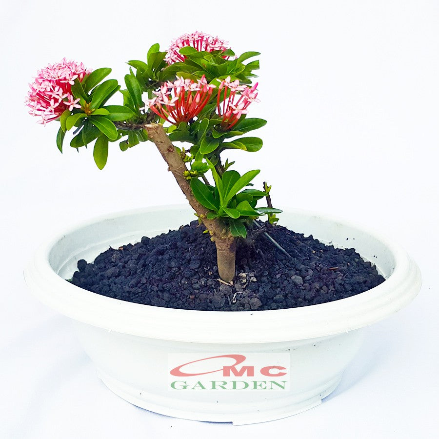 Tanaman Hias Bonsai Mame Soka Mini Asoka Jepang Ixora Pink B-SMP-006