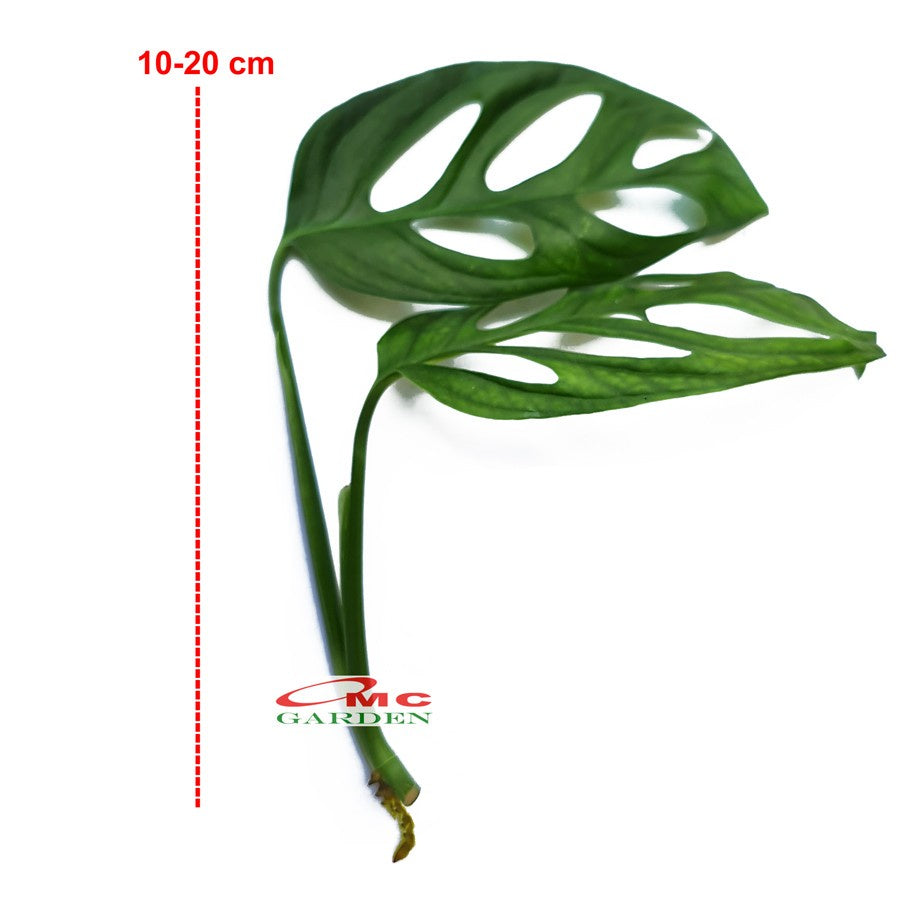 Janda Bolong Monstera Adansonii Tanaman Hias Merambat Stek Batang 1020