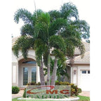 Tanaman Hias Palm Palem Raja Roystonea Regia Bibit PR-8090