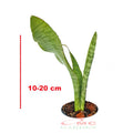 Lidah Mertua Sansevieria Sansivera Sansiviera Sensiviera Trifasciata Futura Robusta Hijau LM-HM-1020