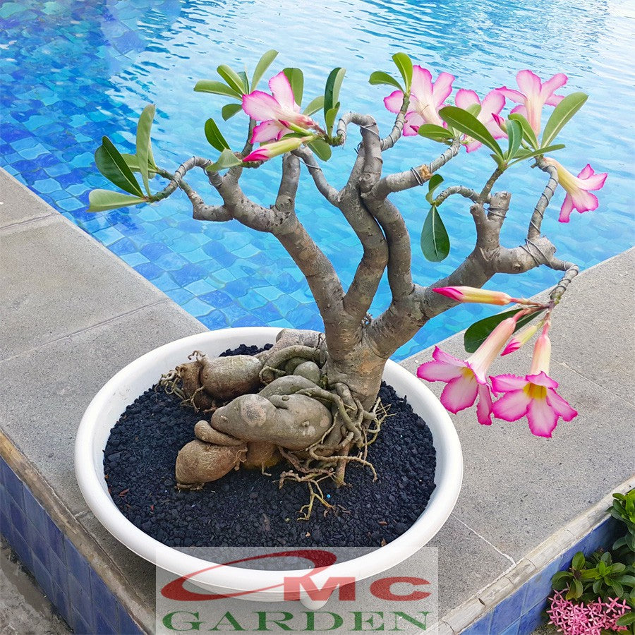 Bibit Benih Tanaman Bonsai Adenium Bonggol Besar Arabicum Obesum Kamboja Jepang B-KJ-0510