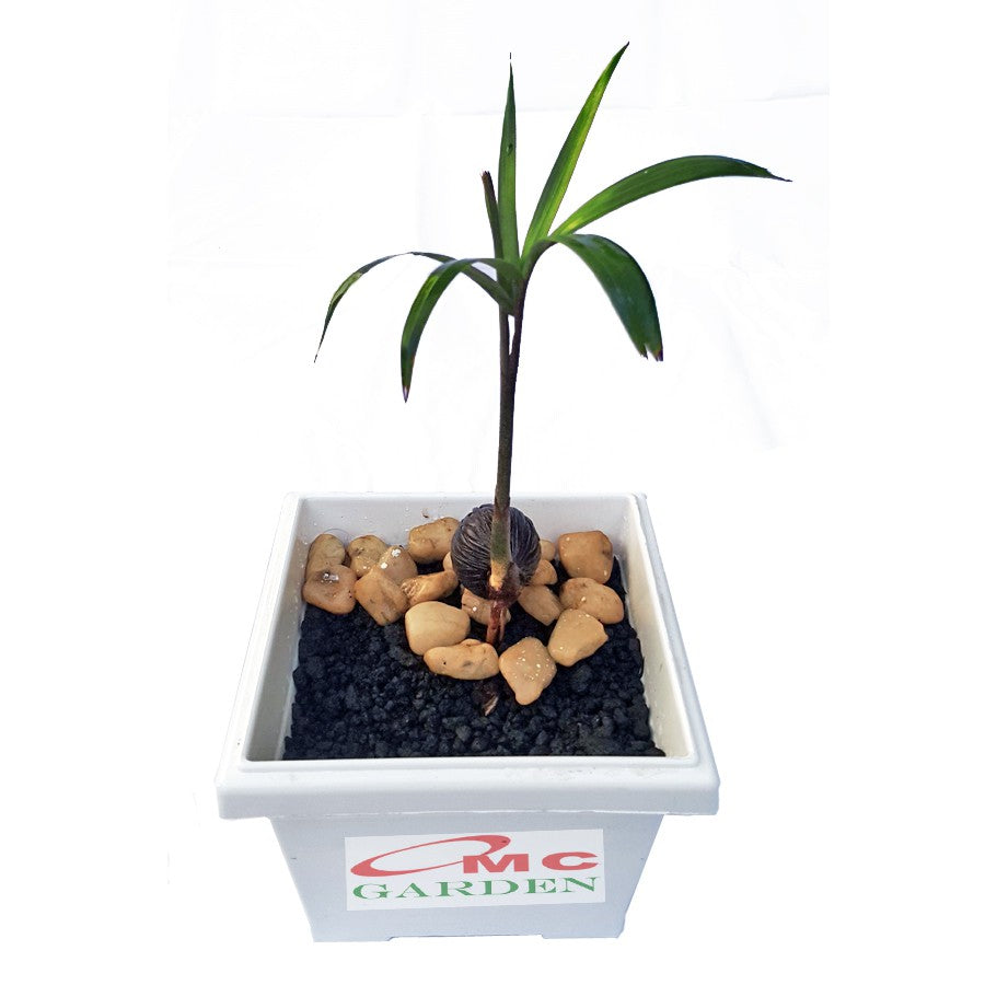 Tanaman Hias Pohon Bonsai Palm Palem Raja Regia Bibit B-PR-001