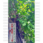 Daun Cincau Hijau Segar Tanaman Minuman Obat Herbal 100 Gram