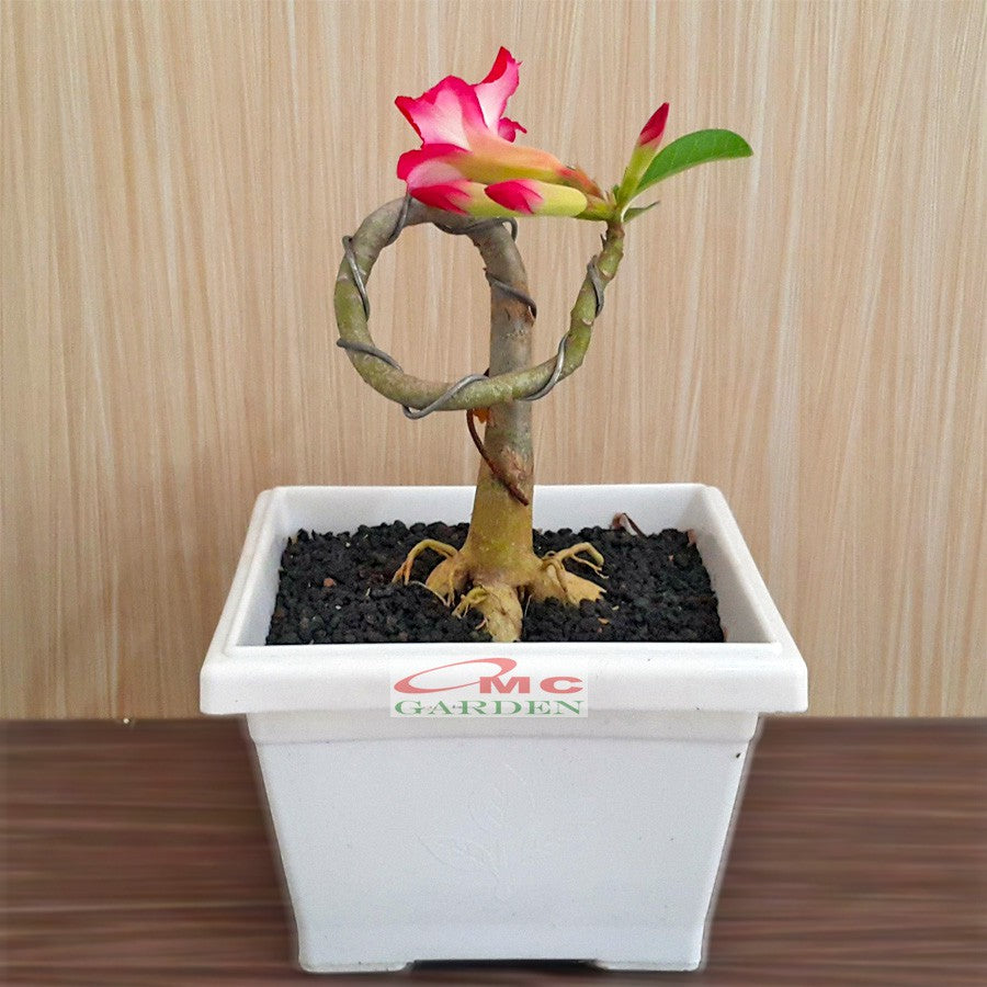 Tanaman Hias Bonsai Mame Adenium Arabicum Obesum Kamboja Jepang B-KJ-007