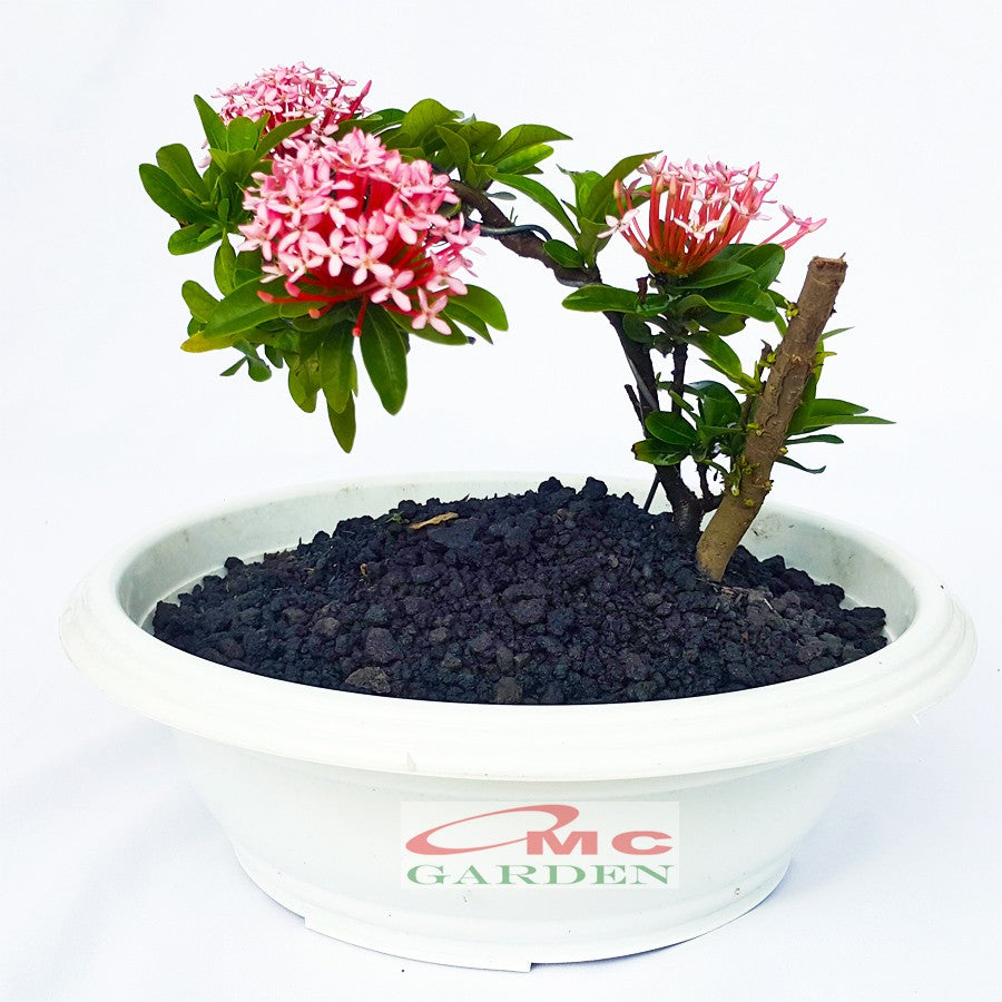 Tanaman Hias Bonsai Mame Soka Mini Asoka Jepang Ixora Pink B-SMP-006